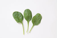 Corvair – Organic Spinach Seed