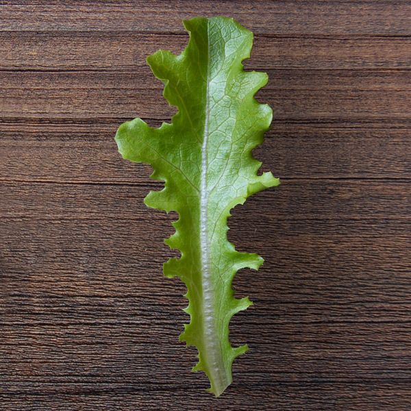 Sulu – Organic Lettuce Seed