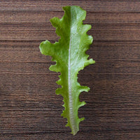 Sulu – Organic Lettuce Seed