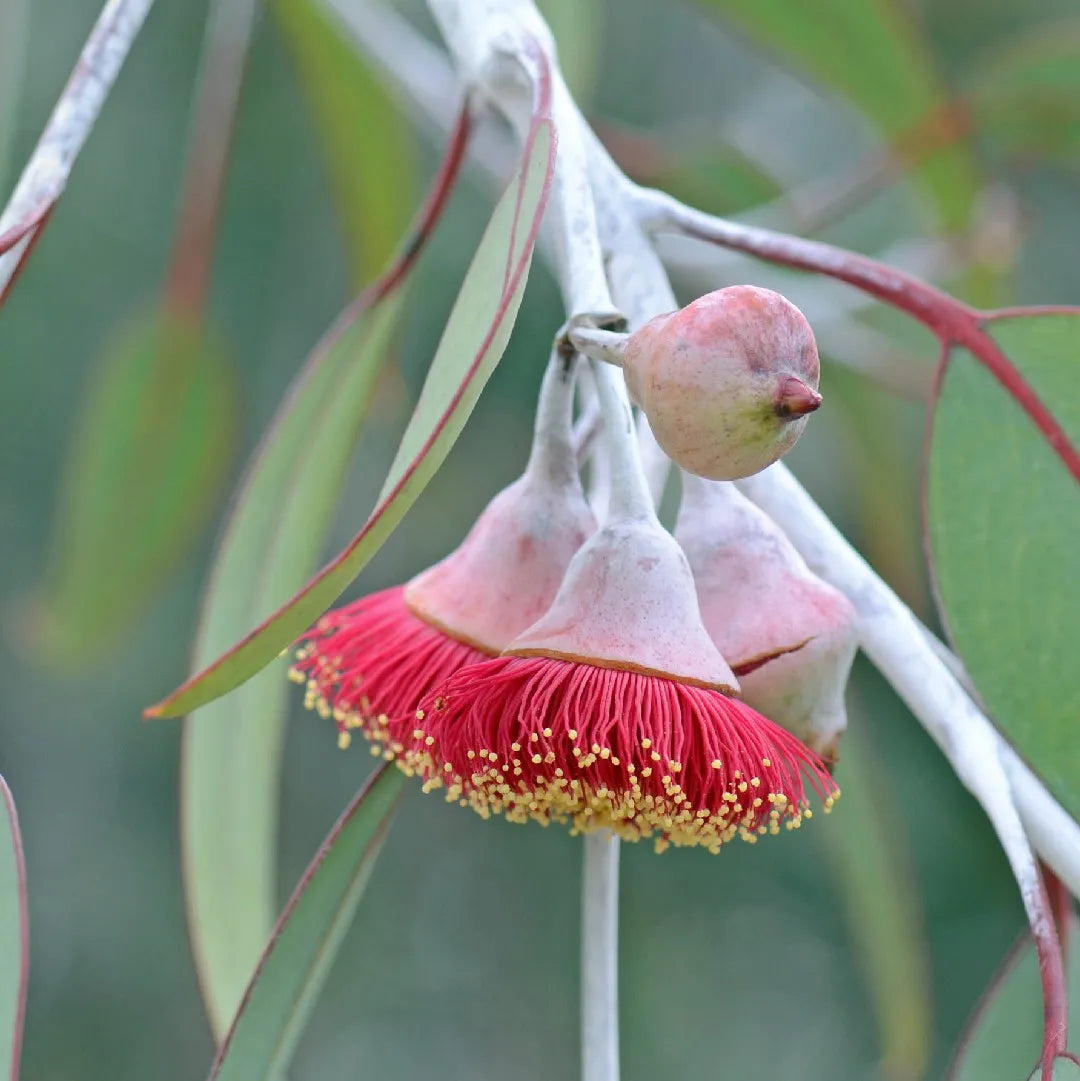 Eucalyptus- Gungurru