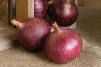Cabernet – Onion Seed