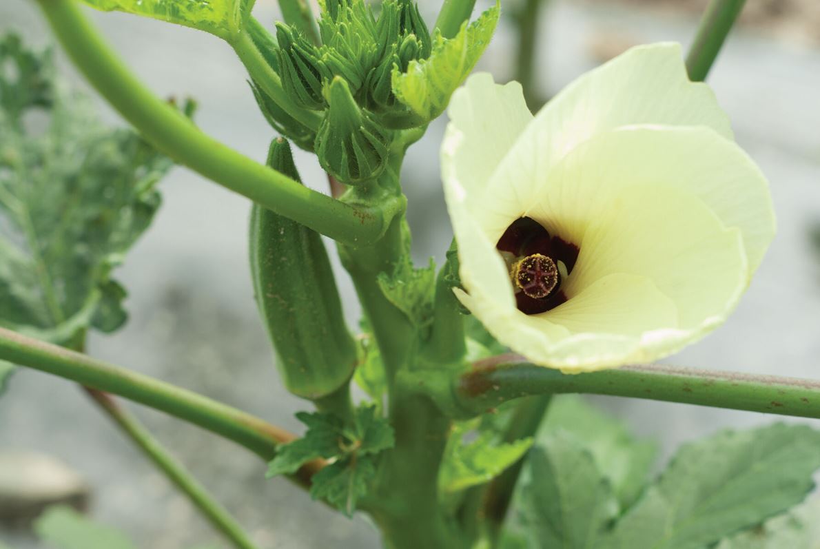 Clemson Spineless – Organic Okra Seed