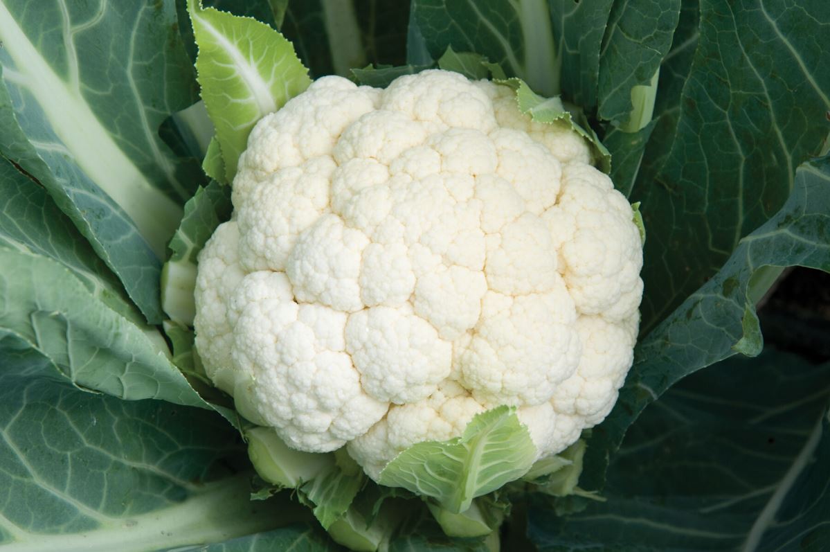 Skywalker – Organic Cauliflower Seed