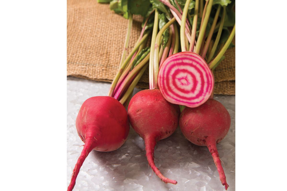 Chioggia Guardsmark – Organic Beet