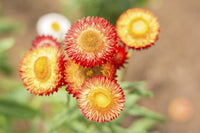 Strawflower Seeds - Golden Yellow