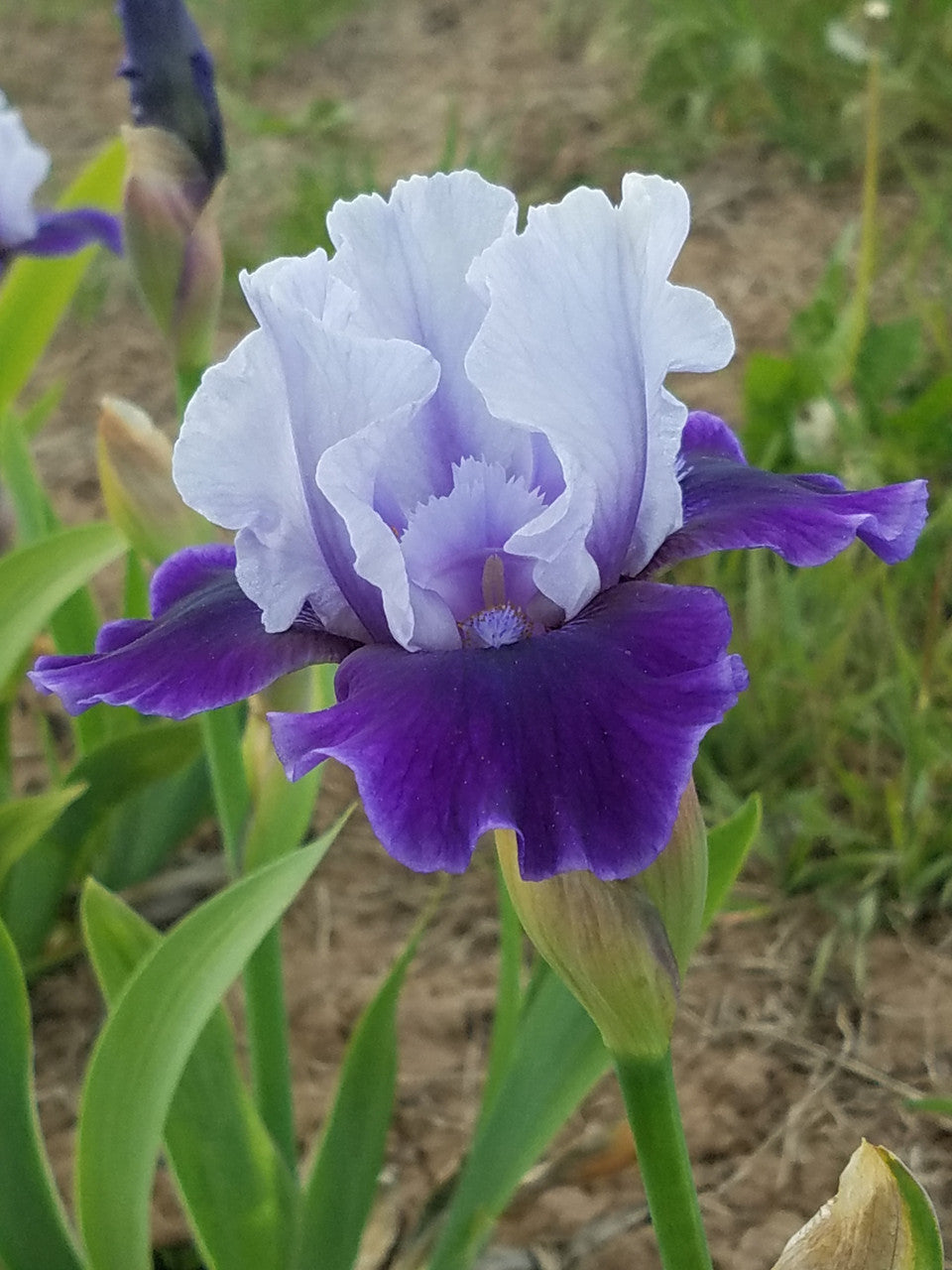 Mariposa Wizard Reblooming Bearded Iris