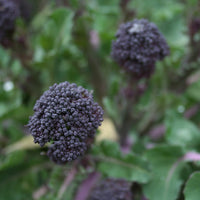 Red Fire – Purple Sprouting Broccoli Seeds