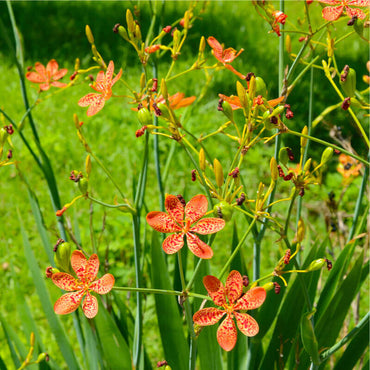 Freckled Face Leopard Flower
