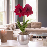 Colossal Benfica Amaryllis Seeds