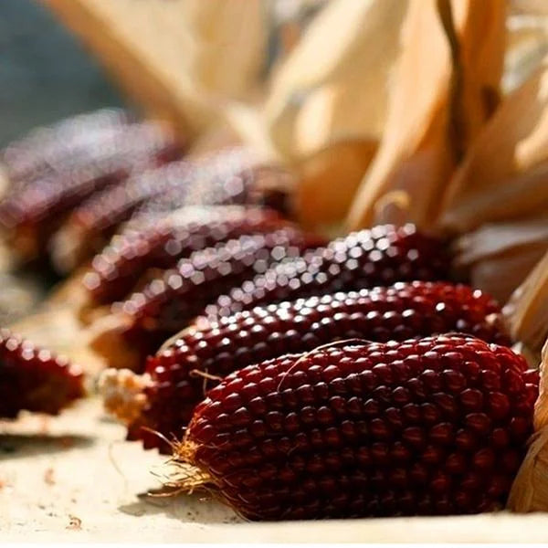 Egrow Jackfruit Strawberry Seeds