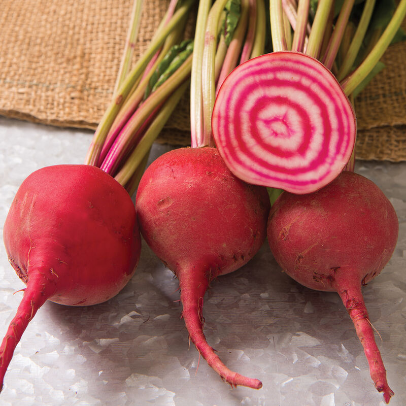 Chioggia Guardsmark – Organic Beet Seed
