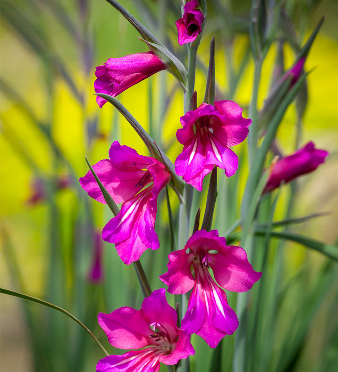 Byzantinus Gladiolus