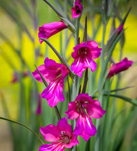 Byzantinus Gladiolus