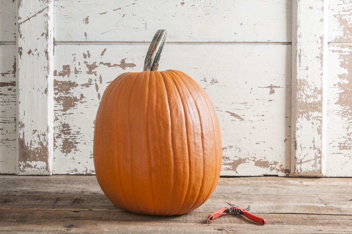 Champion – Pumpkin Seed