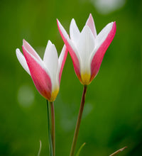 Peppermint Stick Tulip Seeds