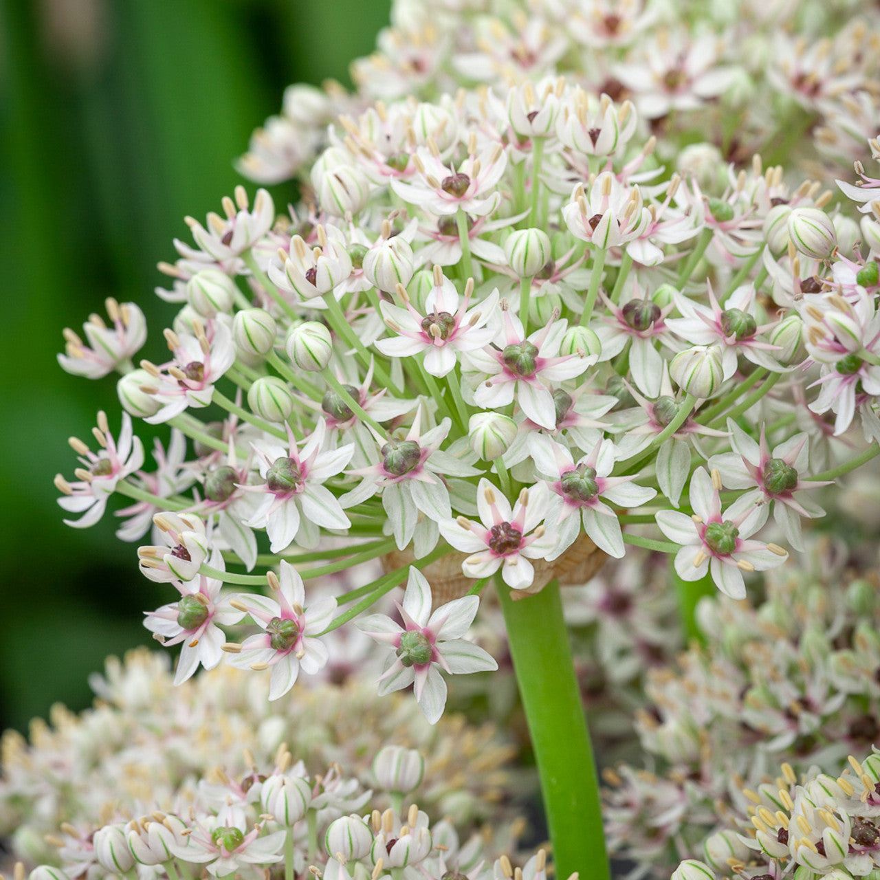 Silver Spring Allium Seeds
