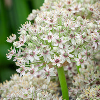 Silver Spring Allium Seeds