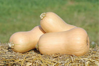 JWS 6823 PMR – Organic Butternut Squash Seed