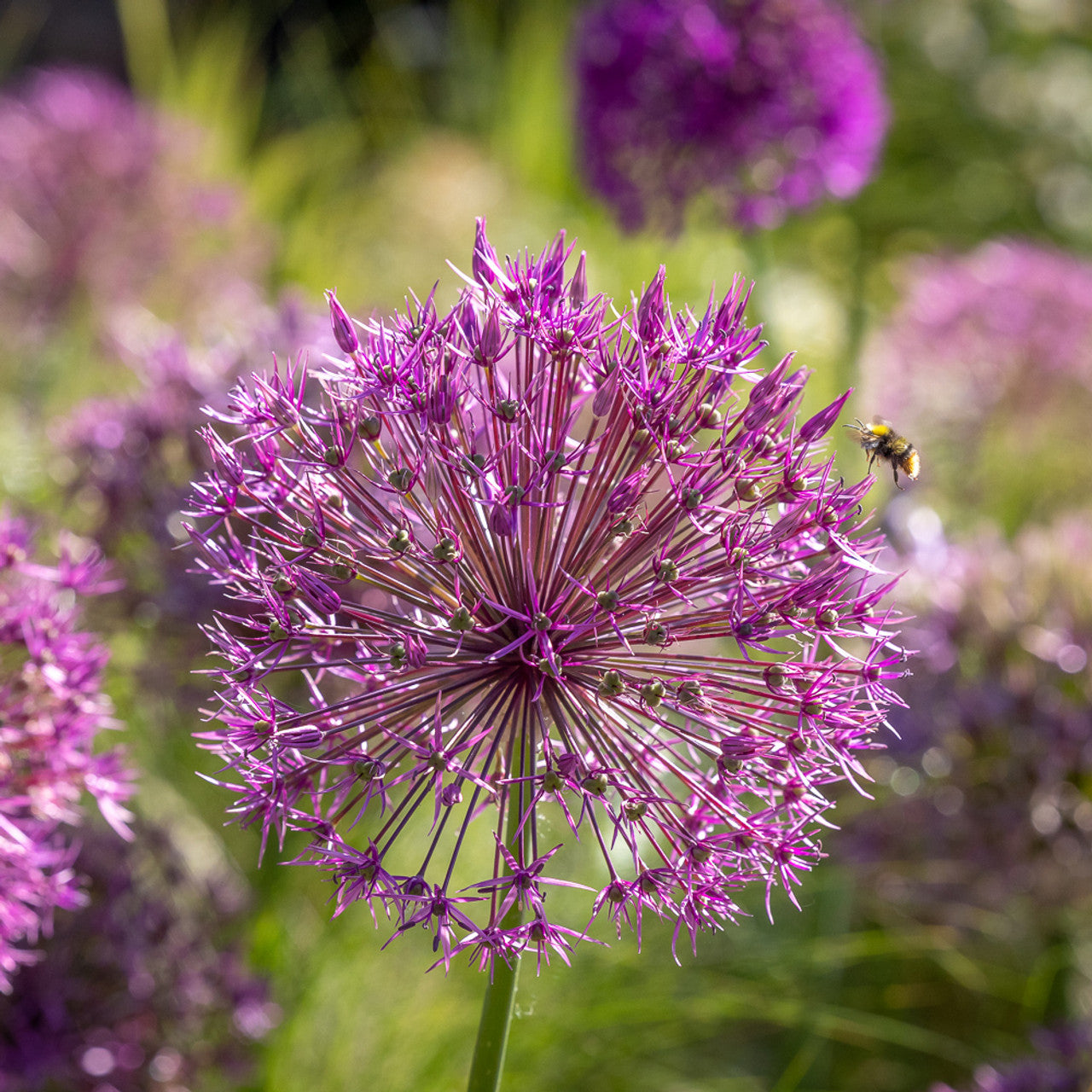 Purple Rain Allium Seeds