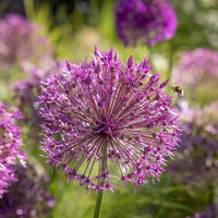 Purple Rain Allium Seeds