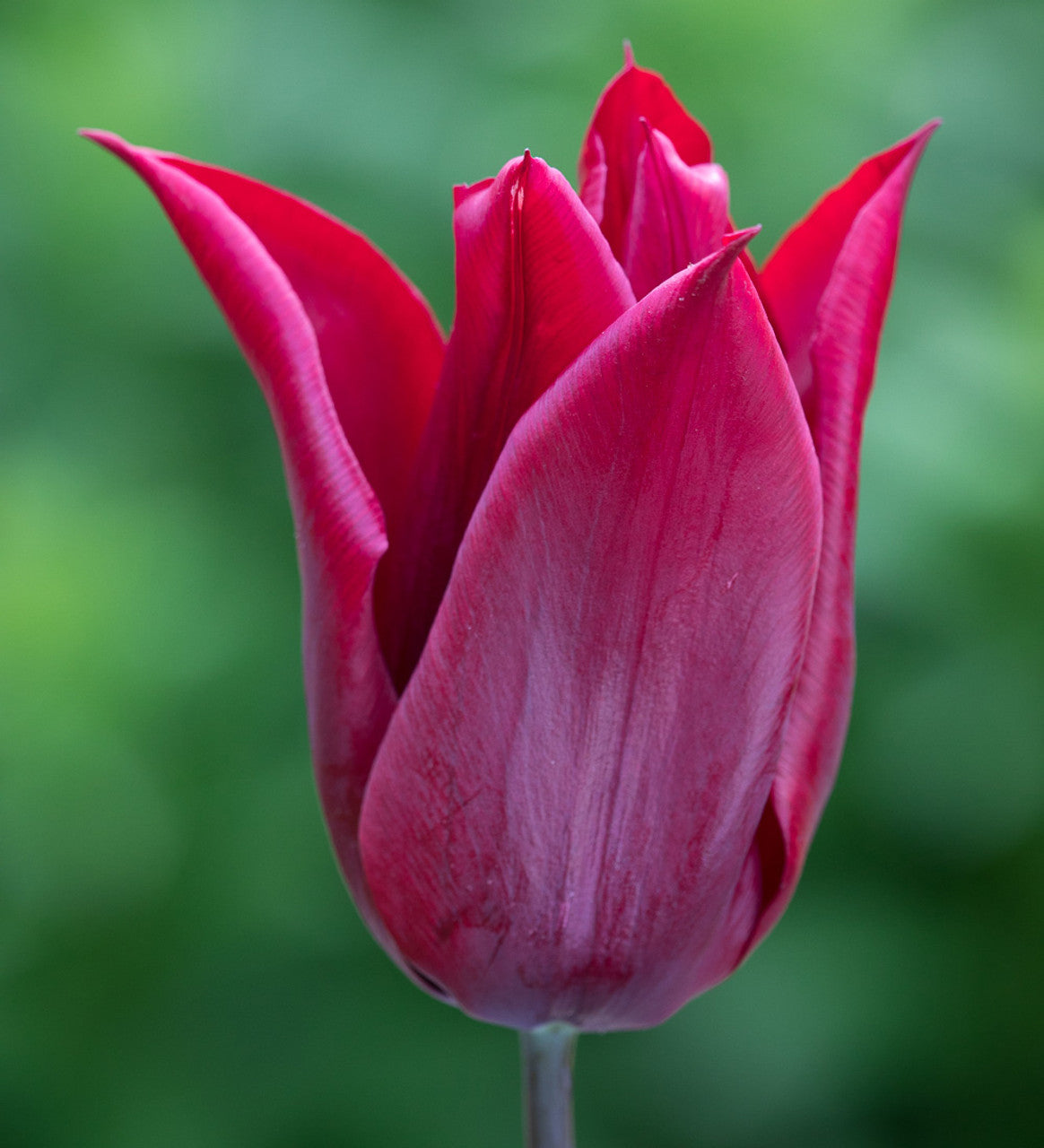 Lasting Love Tulip Seeds