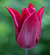 Lasting Love Tulip Seeds