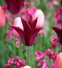 Sarah Raven Tulip Seeds