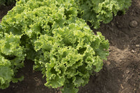 Green Star – Lettuce Seed