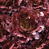 Pomegranate Crunch – Organic Romaine Lettuce Seeds