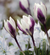 Ladykiller Snow Crocus Seeds