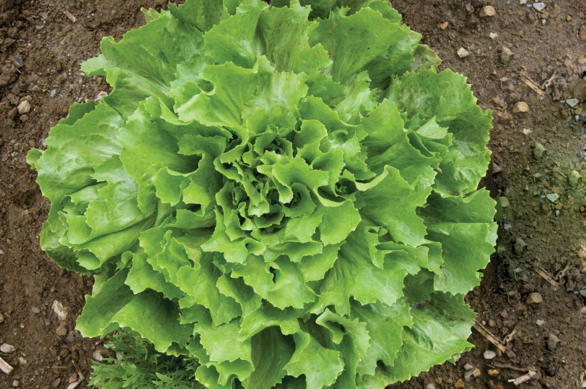 Natacha – Escarole Seed