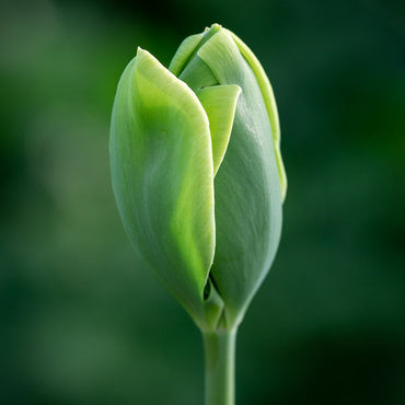 Heirloom Green Tulip Flower Seeds for Planting – Non-GMO, Perfect for Spring Gardens