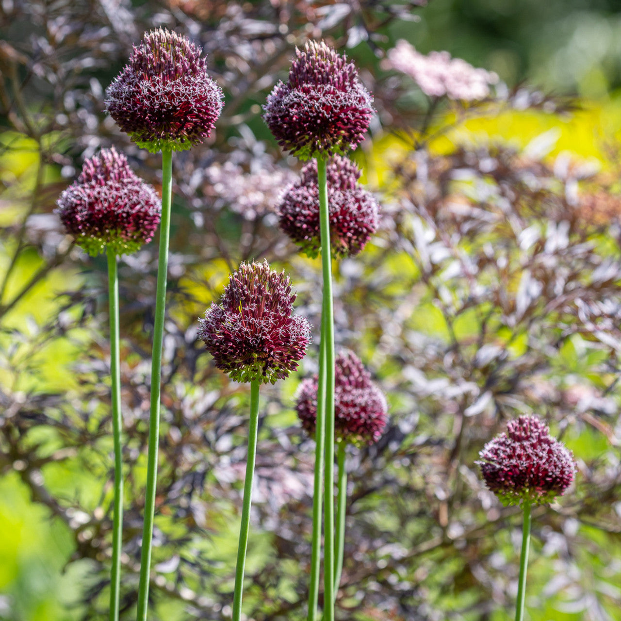 Red Mohican Allium Seeds