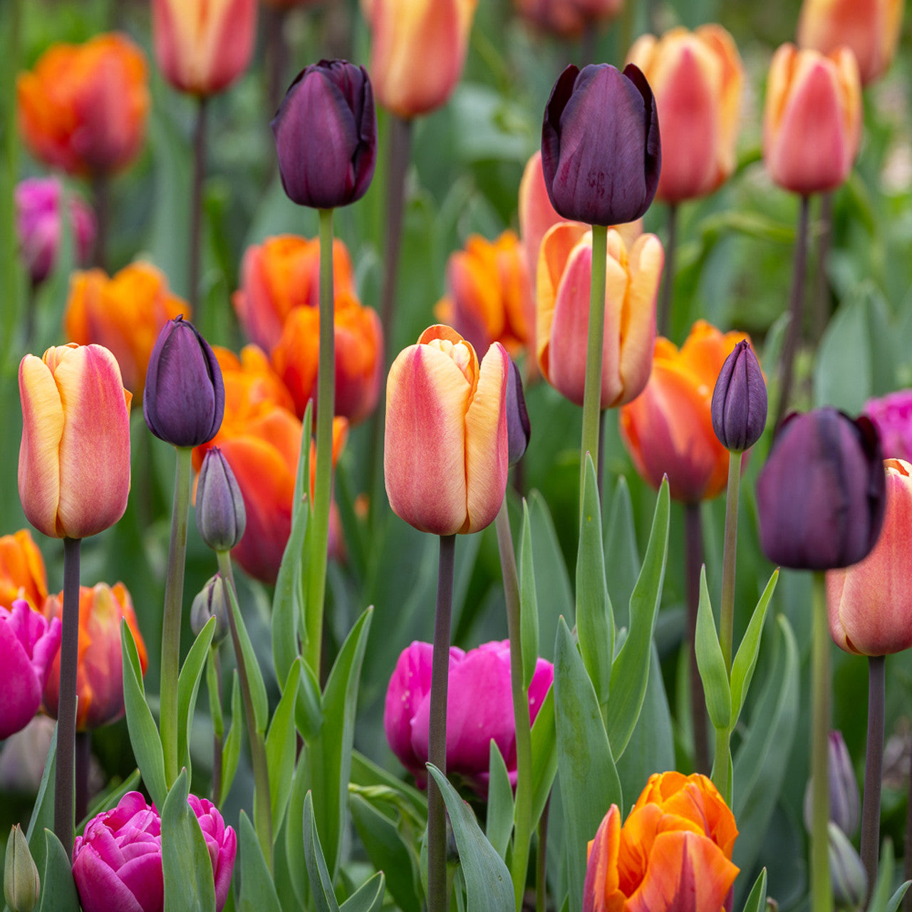 Royal Princess Tulip Mixture Seeds