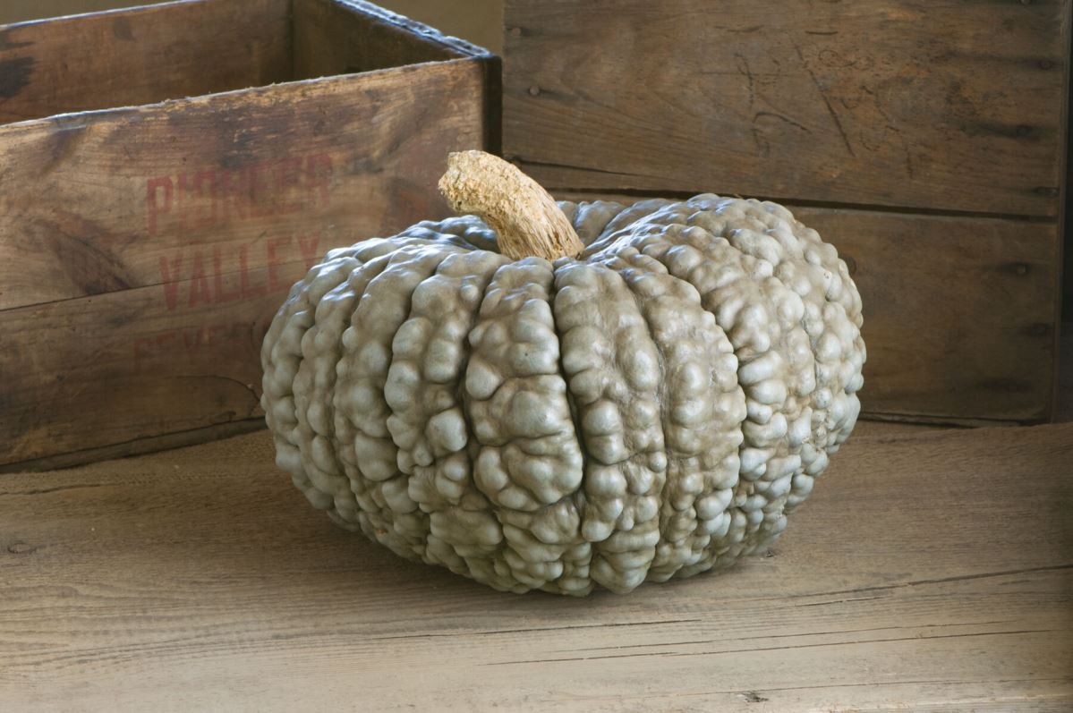 Marina Di Chioggia – Pumpkin Seed