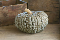 Marina Di Chioggia – Pumpkin Seed