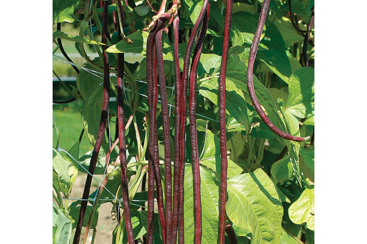 Red Noodle – Bean Seed