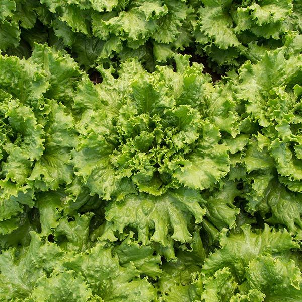 Salanova? Home Garden Mix – Lettuce Seed