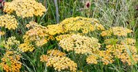 Heirloom Non-GMO Achillea Flower Seeds for Planting – Drought-Tolerant Medicinal and Ornamental Blooms