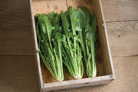 Clio – Italian Dandelion Seed