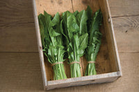 Clio – Italian Dandelion Seed