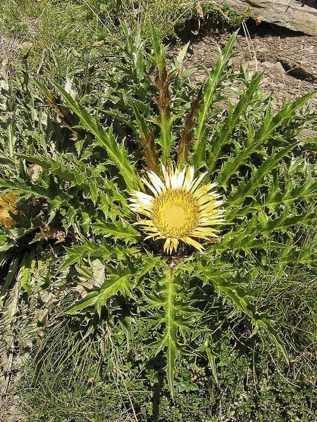 Acanthifolia Flower Seeds for Planting, Heirloom, Non-GMO, 100