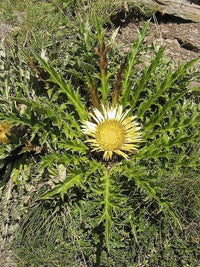 Acanthifolia Flower Seeds for Planting, Heirloom, Non-GMO, 100