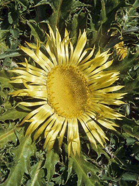 Acanthifolia Flower Seeds for Planting, Heirloom, Non-GMO, 100 for planting in home garden