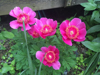 Officinalis Anemoniflora Rosea Peony