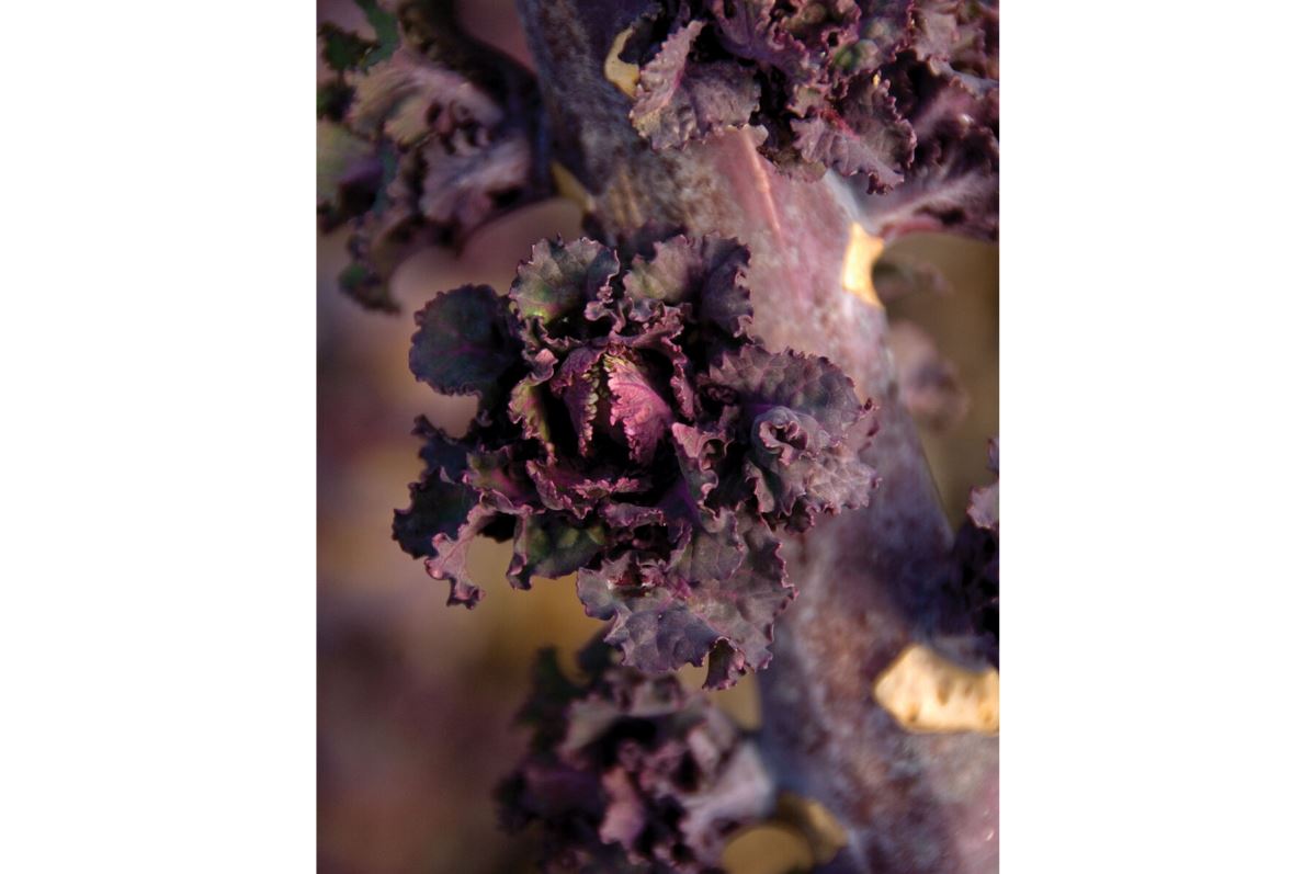 Kaleidoscope Mix – Flower Sprout? Seed