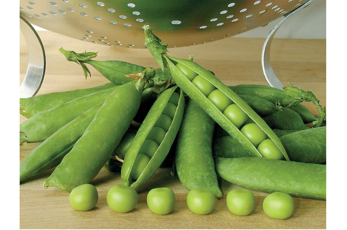 Premium – Pea Seed