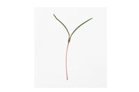 Saltwort – Microgreen Seed