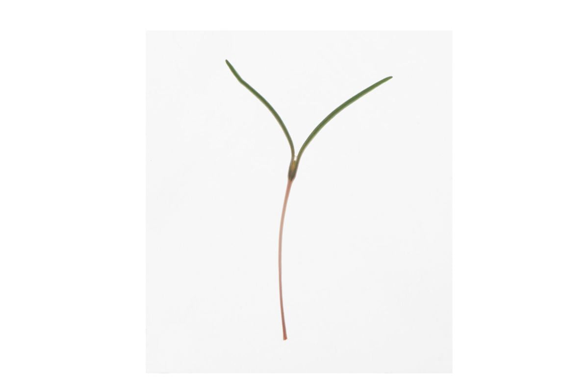 Saltwort – Microgreen Seed