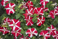 Petunia- Red and White Star
